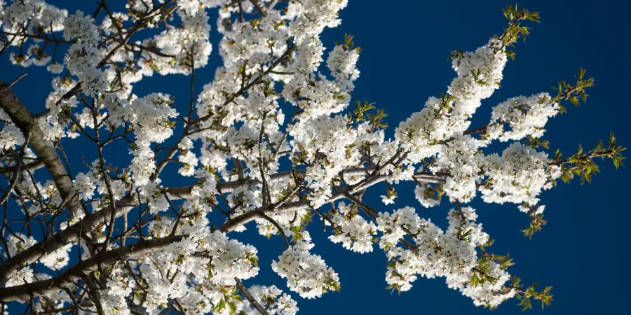 White cherry blossoms bloom behind a dark blue sky