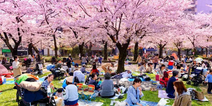 People of all ages sit down on mats under blooming cherry blossoms.