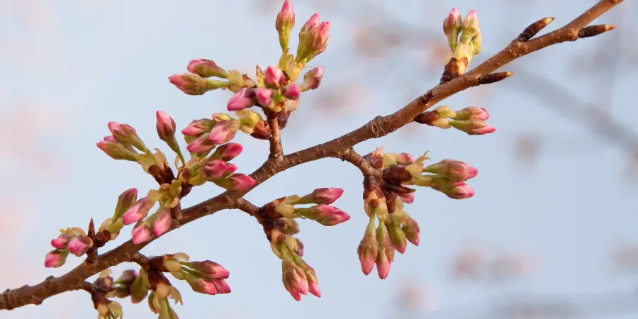 Cherry blossoms on a branch are budding