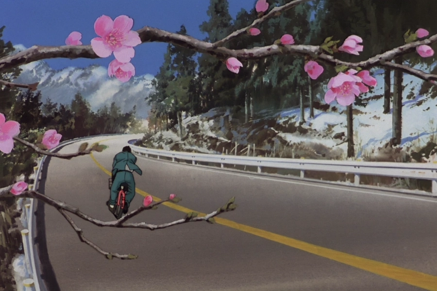 sakura blooming just at the right time
