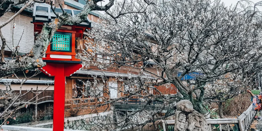 A tree of cherry blossoms in Gion