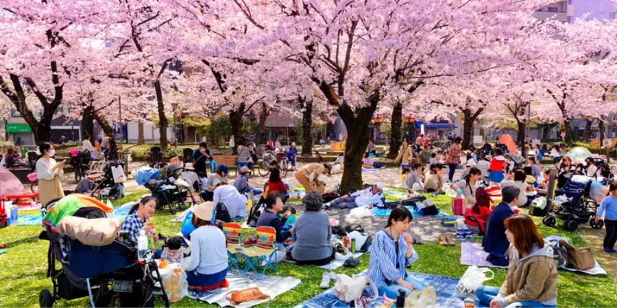 People of all ages sit down on mats under blooming cherry blossoms.