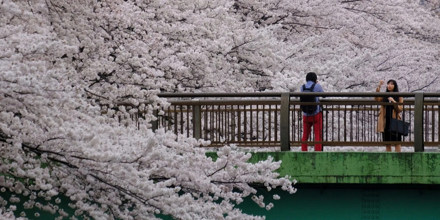 A man and women are standing on a bridge that is surrounded by blooming cherry blossom branches. They are taking pictures of each other with the cherry blossoms behind them.