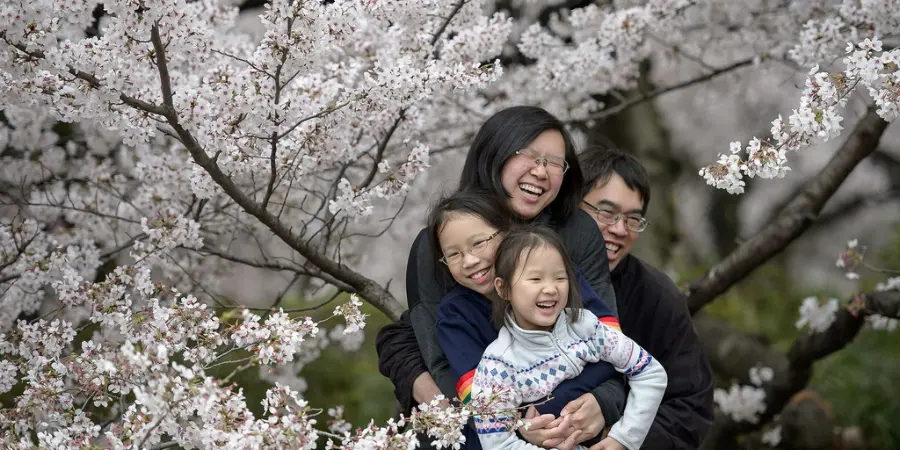A family of four hug one another with smiles on their face as they enjoy the cherry blossom petals around them.