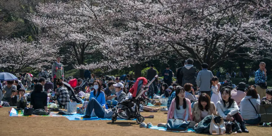 Crowds of both locals and tourists of Japan sit to one another near cherry blossom trees