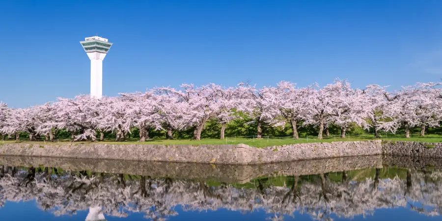 A landscape photo of a park in Japan. A river is seen at the bottom of the image and a garden of cherry blossom trees with a tall building in the background.