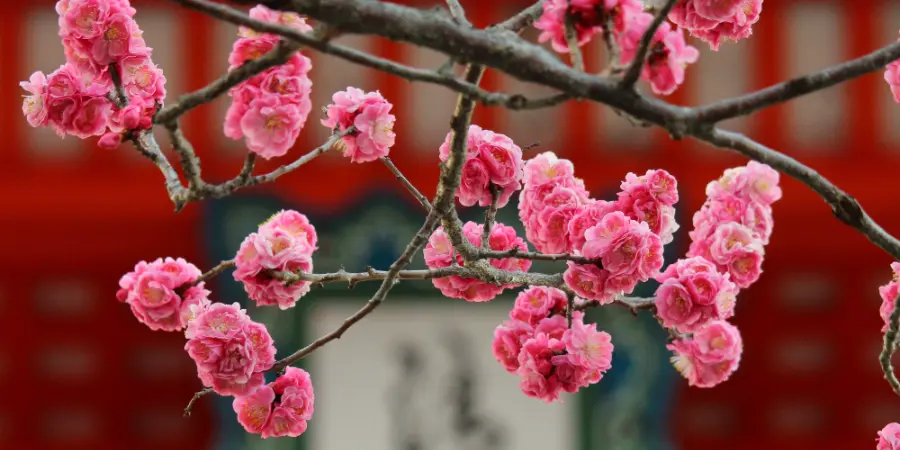 Pink and puffy flowers hanging off of a branch. These are plum blossoms.