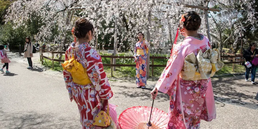 Women in pink kimonos take pictures of each other under a small cherry blossom tree.