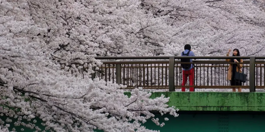 A man and women are standing on a bridge that is surrounded by blooming cherry blossom branches. They are taking pictures of each other with the cherry blossoms behind them.