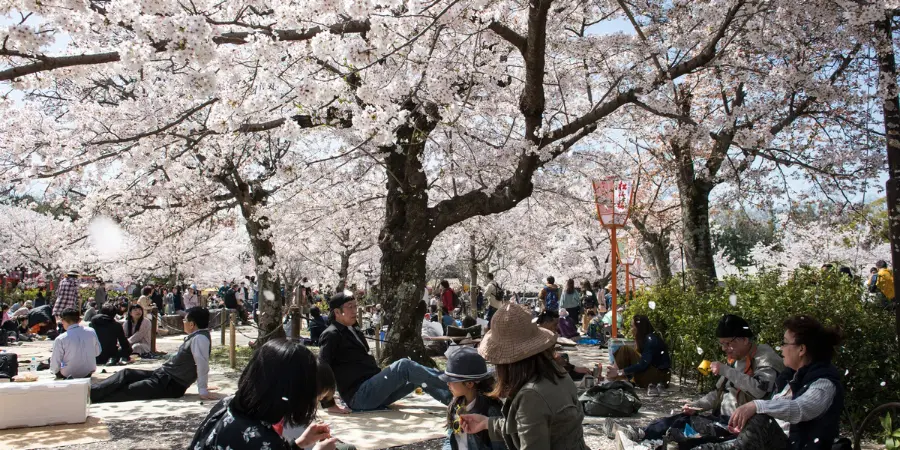 Crowds sitting on mats partake in the tradition of hanami, sitting down under cherry blossom trees and relaxing under the shade together.