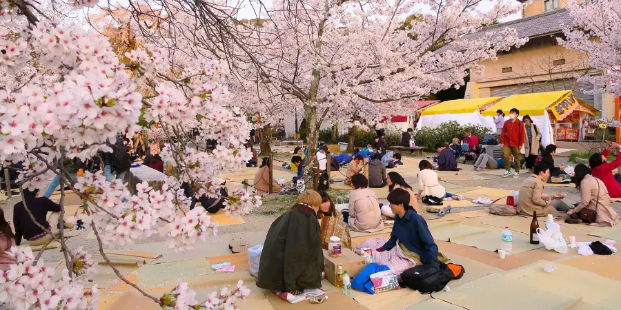 Groups of people sit on picnic pats under cherry blossoms at full bloom in Japan