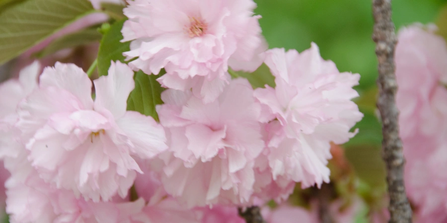 Budding cherry blossoms at the National Cherry Blossom Festival 2012
