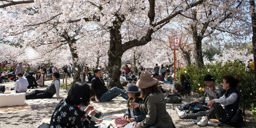 Crowds sitting on mats partake in the tradition of hanami, sitting down under cherry blossom trees and relaxing under the shade together.