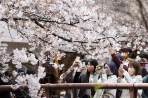 A flock of both tourists and locals crowd together to take pictures of cherry blossoms.