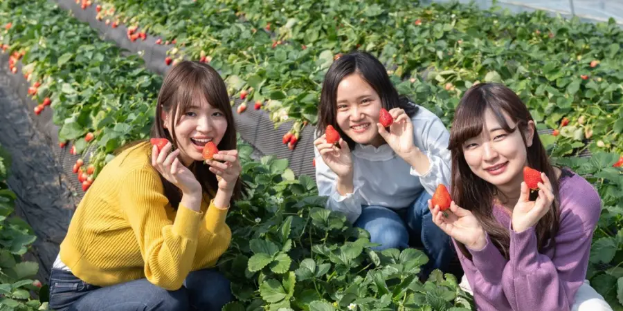 Three girls pose with the strawberries they picked