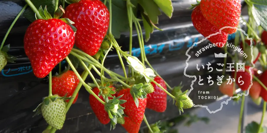 Close up photo of strawberries