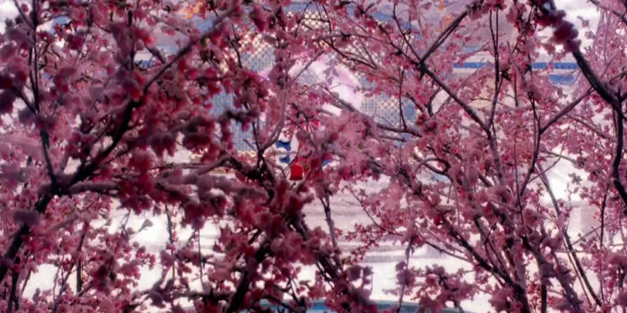 Pink and puffy flowers hanging off of a branch. These are plum blossoms. 