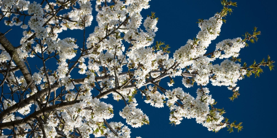 White cherry blossoms bloom behind a dark blue sky