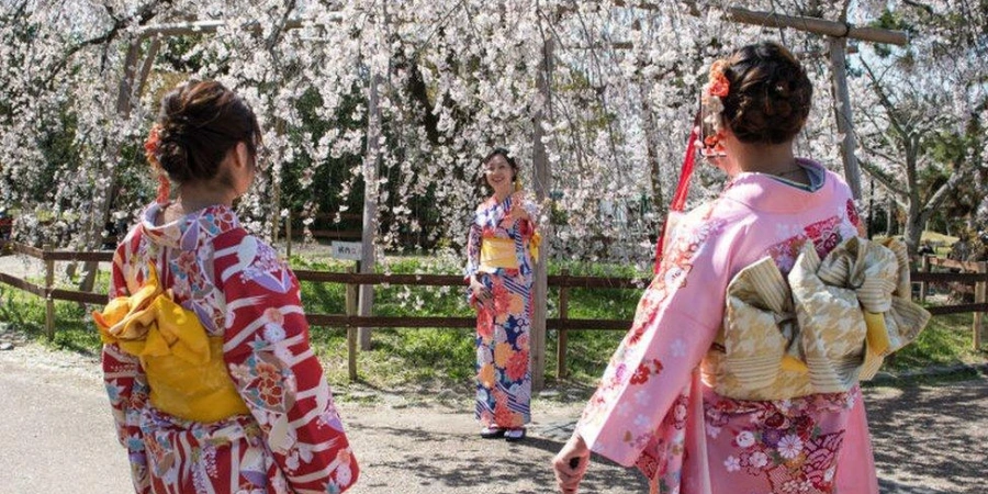 Women in pink kimonos take pictures of each other under a small cherry blossom tree.