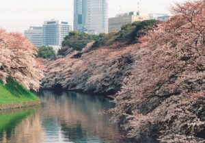 Cherry trees in full bloom lining both banks of the Chidorigafuchi moat in Tokyo, with office towers behind