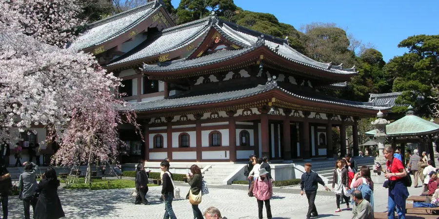 Hasedera Temple during spring with cherry blossoms and tourists