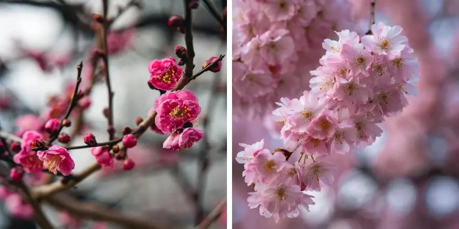 A split-screen image of plum blossoms on the left and cherry blossoms on the right