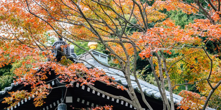 Kamakura Nature