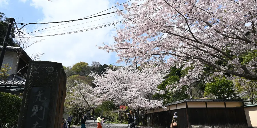 Kamakura in the Spring