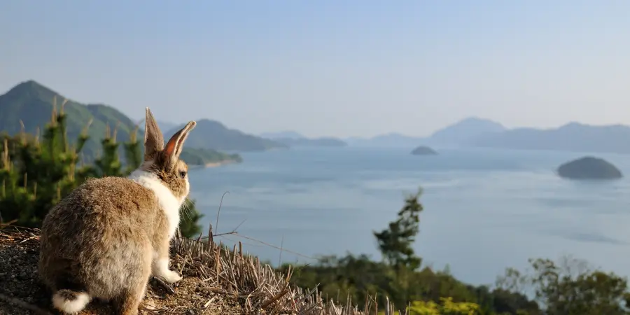 Rabbit watching the ocean in Okunoshima Island