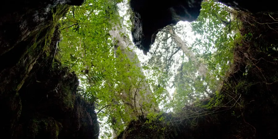 Heart-shaped opening of the wilson's stump in Yakushima Island