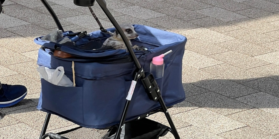 Meerkat in a stroller