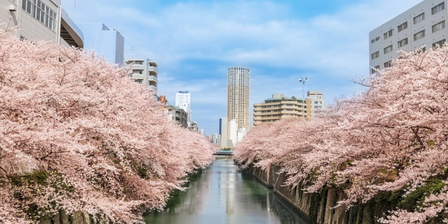 Meguro River, surrounded by cherry blossoms (sakura), during spring season