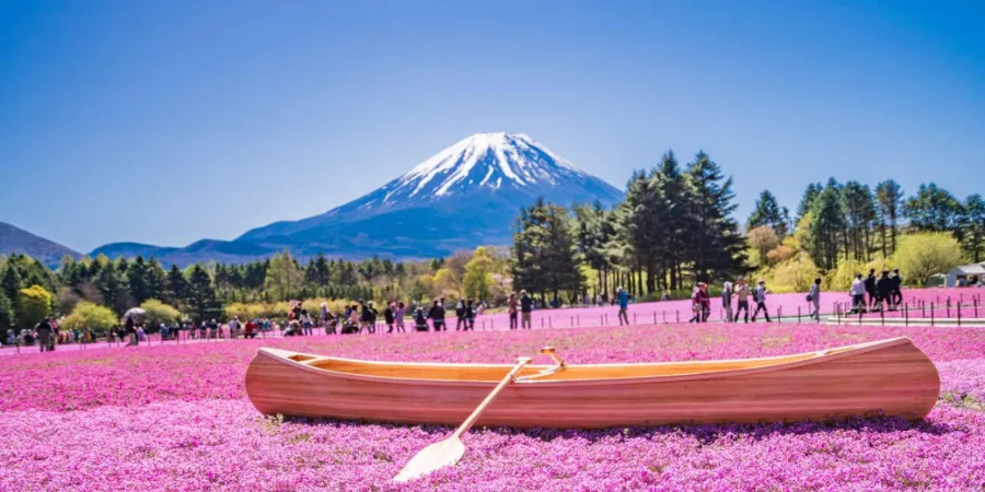 Mount Fuji rising behind a vibrant field of pink moss phlox at the Fuji Shibazakura Festival, scenic spring landscape with visitors walking through blooming flowers.