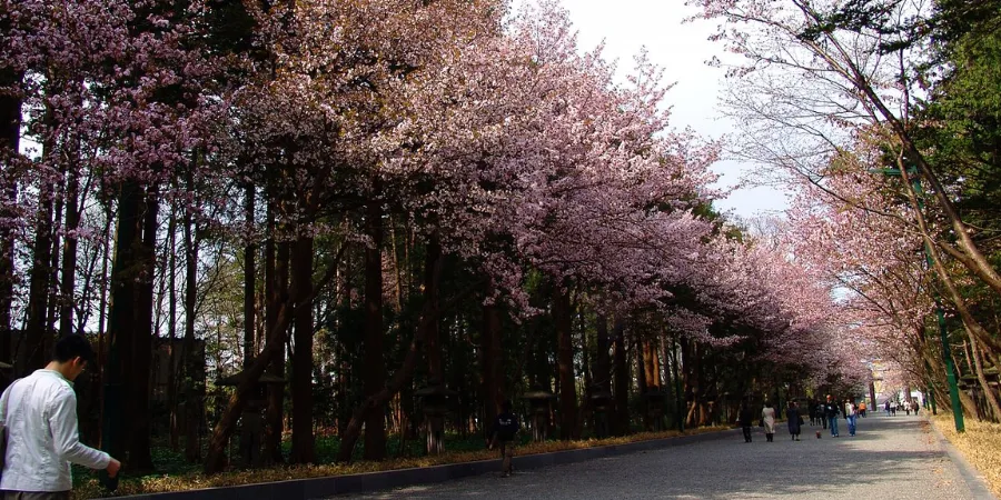 Cherry blossom trees in full bloom lining a peaceful walkway in Hokkaido, Japan, with people strolling under pink sakura during spring season.