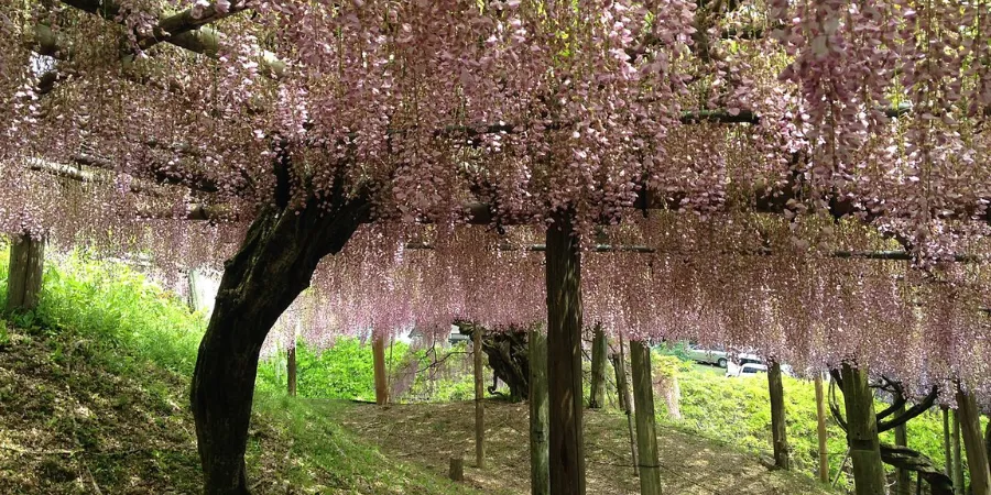 Hanging purple wisteria flowers forming a tunnel at Kawachi Wisteria Garden, scenic Japanese spring attraction with cascading blooms and tranquil atmosphere.