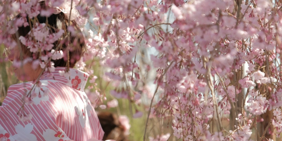 A woman in kimono standing behind the sakura (cherry blossom trees)