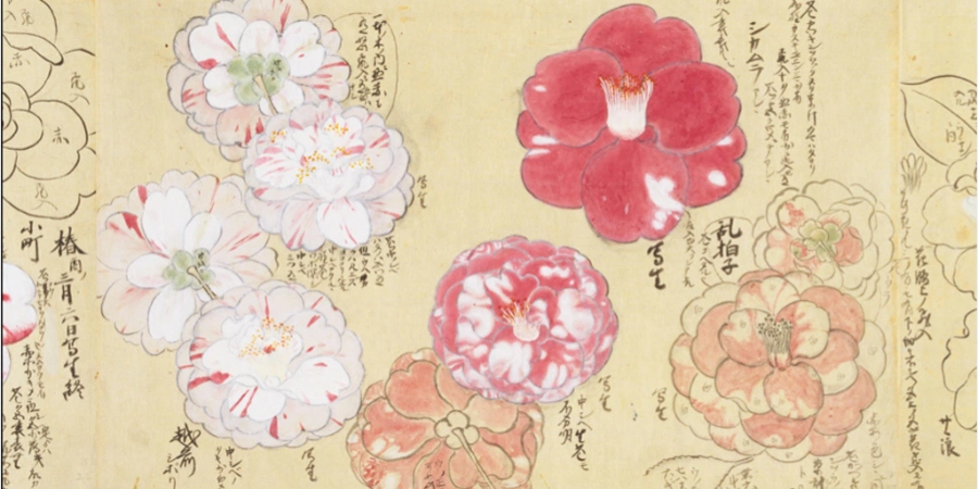 Watercolour painting of Japanese flowers during Edo period