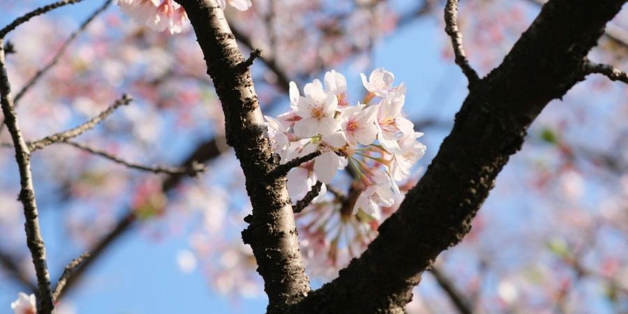 Close up of cherry blossoms (sakura) flowering tree