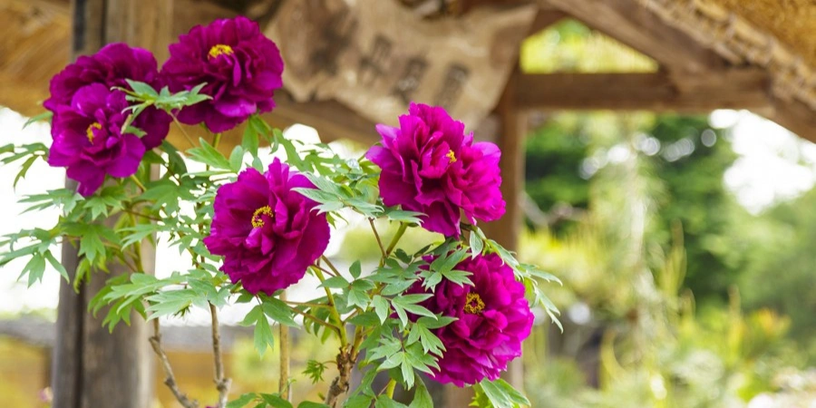 Fuchsia coloured Japanese peonies (Botan)