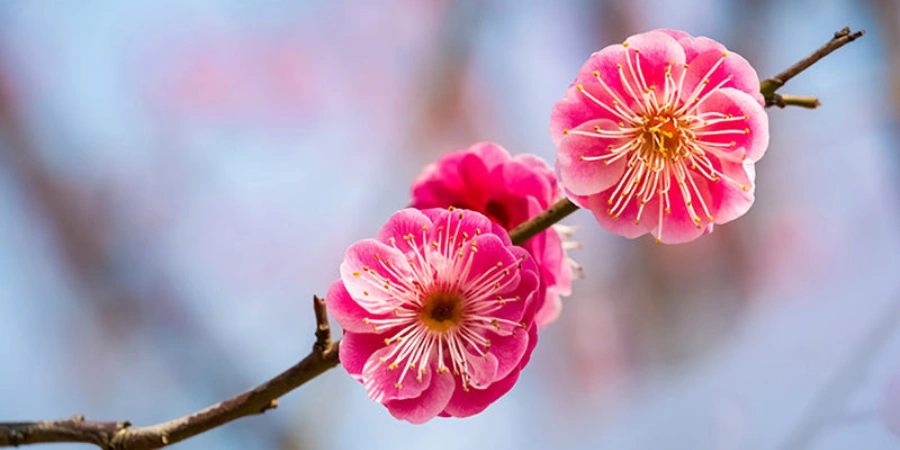 Dark pink plum blossoms (ume) on a branch