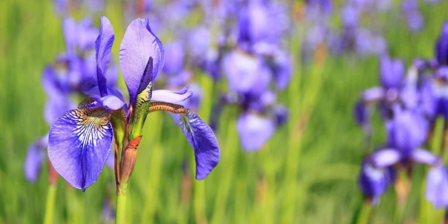 Purple iris (ayame) flowers in the field