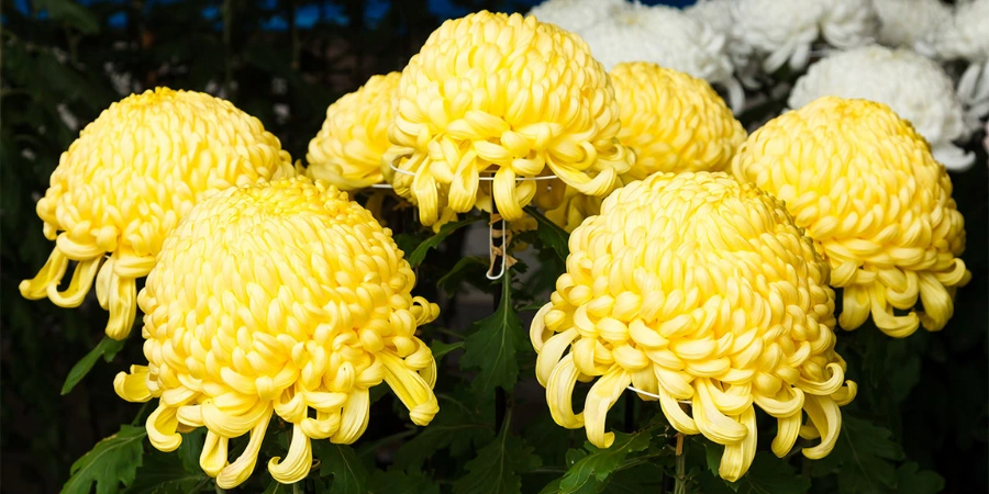 Bright yellow Japanese chrysanthemum flower