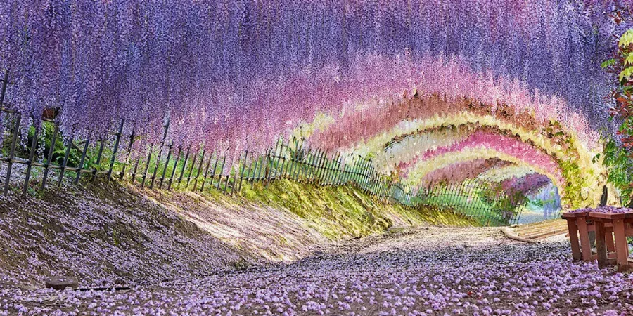 Beautiful wisteria flowers in Kawachi Wisteria Garden