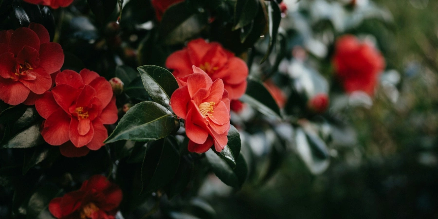 Red camellia on the bush