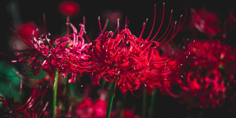 Close up shot of red spider lily