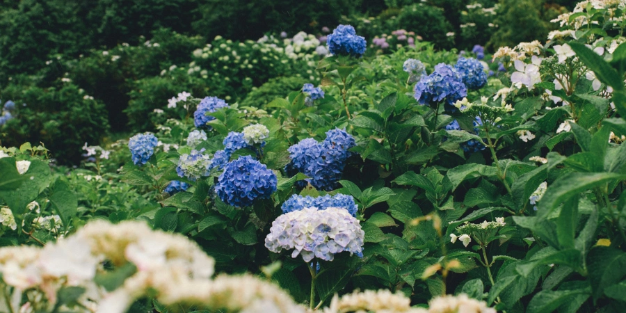 Blue and white hydrangea (Ajisai)