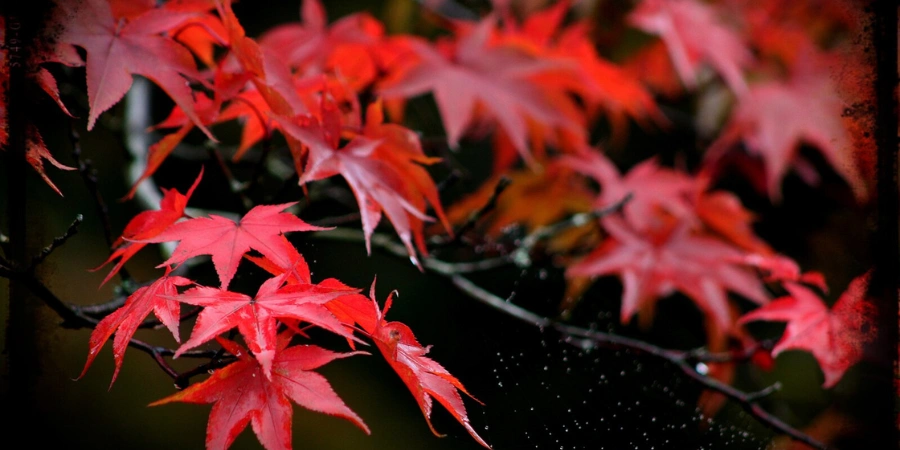 Red Japanese maple leaves