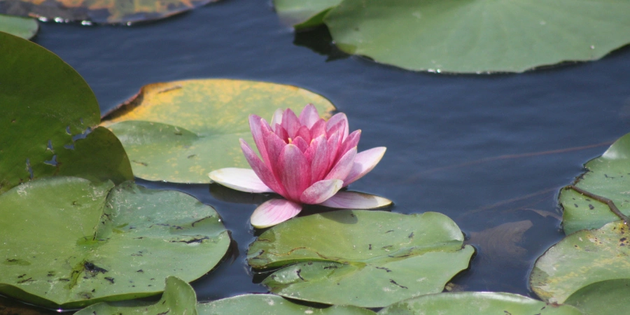 Pink lotus on the pond with several leaves around it