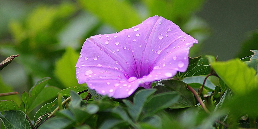 Purple Morning Glory flower surrounded by green leaves and plants