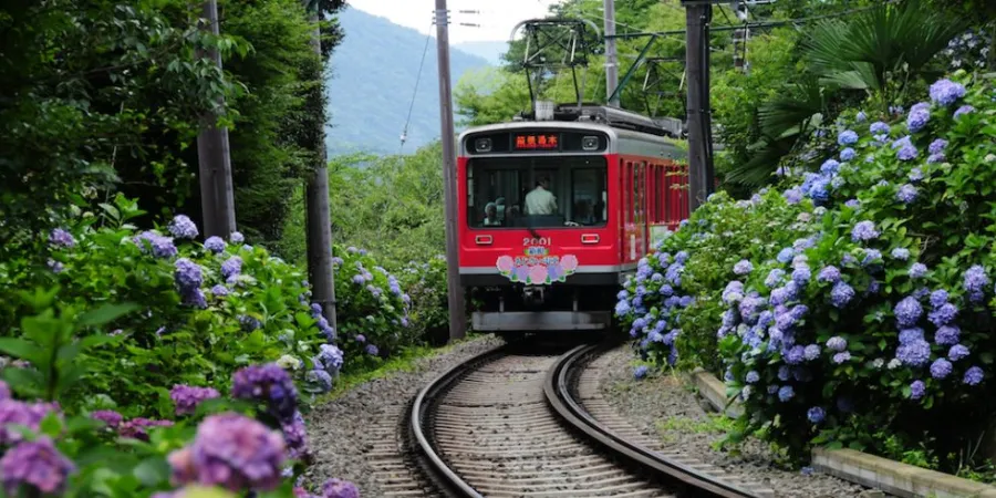 Red Hakone train passing through blooming hydrangeas during Japan’s rainy season.